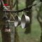 Naturehike ถ้วยเซียร่า Hanging Ttitanium bowl